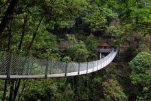 雲頂茶園