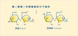 糖和蔗糖素的分子結構