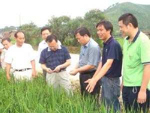 黑里河鎮種植業