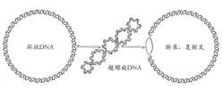 超螺旋DNA