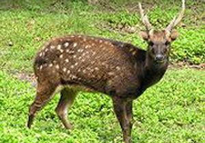 阿氏鹿（Cervus  Alfredi）