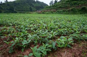 大方圓珠半夏種植基地