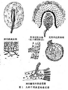 機械刺激感受器