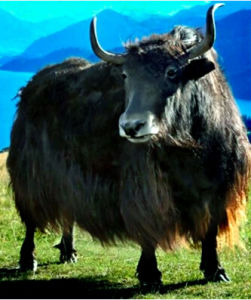 Wild Yak