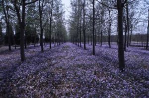 東小口森林公園