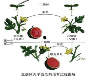 多倍體育種