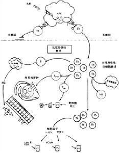 免疫反應