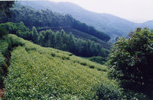 雁南飛茶田度假村