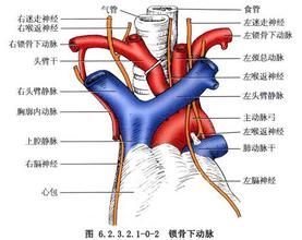 無名動脈