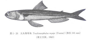 大頭狗母魚簡圖