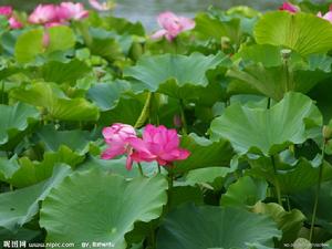 水芙蓉