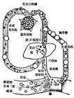 人血清酯酶變種