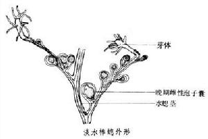 淡水棒螅