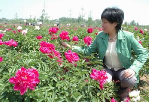 芍藥園