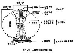 手足徐動症