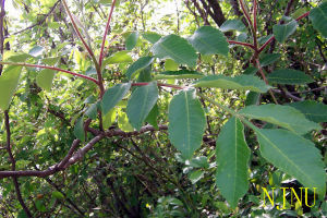 狹葉小漆樹（變種）