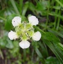 峨眉梅花草