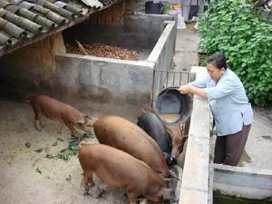 生豬養殖業