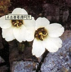 中甸無心菜