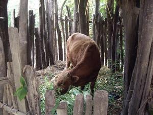 養殖業（黃牛