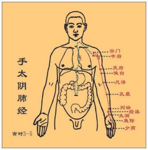 手太陰肺經