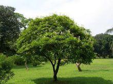 海芒果植株全圖