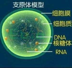 支原體構造