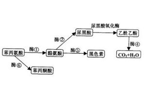 黑尿症的病理