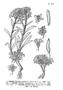 柔毛高原芥 柔毛高原芥