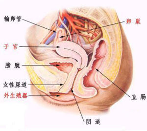 生殖器滴蟲病