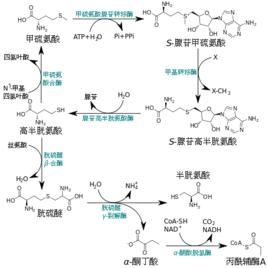 同型半胱氨酸代謝