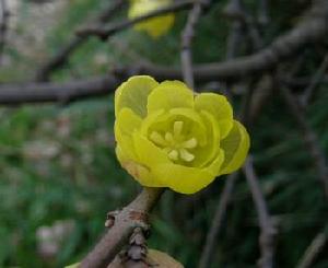 杭州植物園