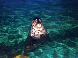 大連斑海豹國家級自然保護區