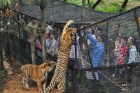 雲南野生動物園