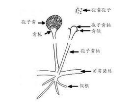 變孢毛霉