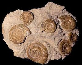 菊石化石[化石種類]