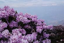 龍肘山杜鵑花