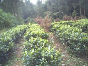 雲南省耿馬縣勐撒鎮那召自然村