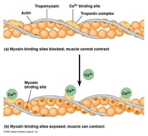 肌球蛋白酶