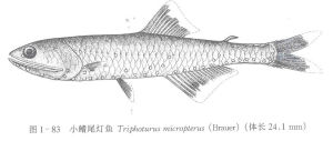 小鰭尾燈魚