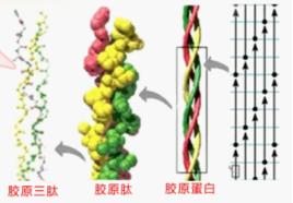 膠原三肽