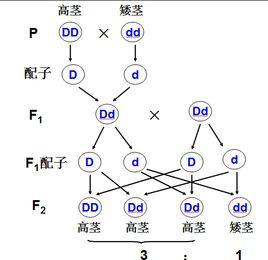 性狀分離現象