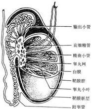 少精子症的原因