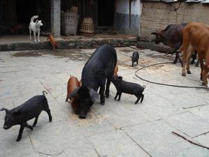 養殖業