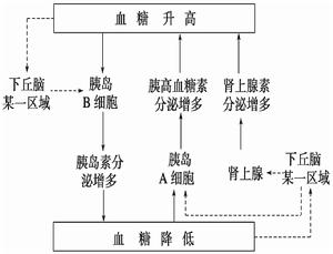 血糖調節