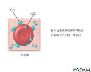 抗原抗體