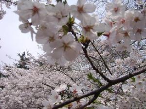 青島櫻花節