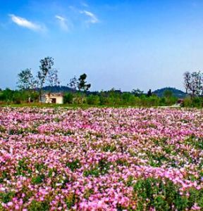 原香·國際香草園