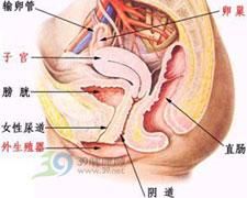 外陰汗腺腺癌