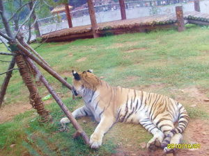 總投資4.5億元，新動物園堪稱華東之最